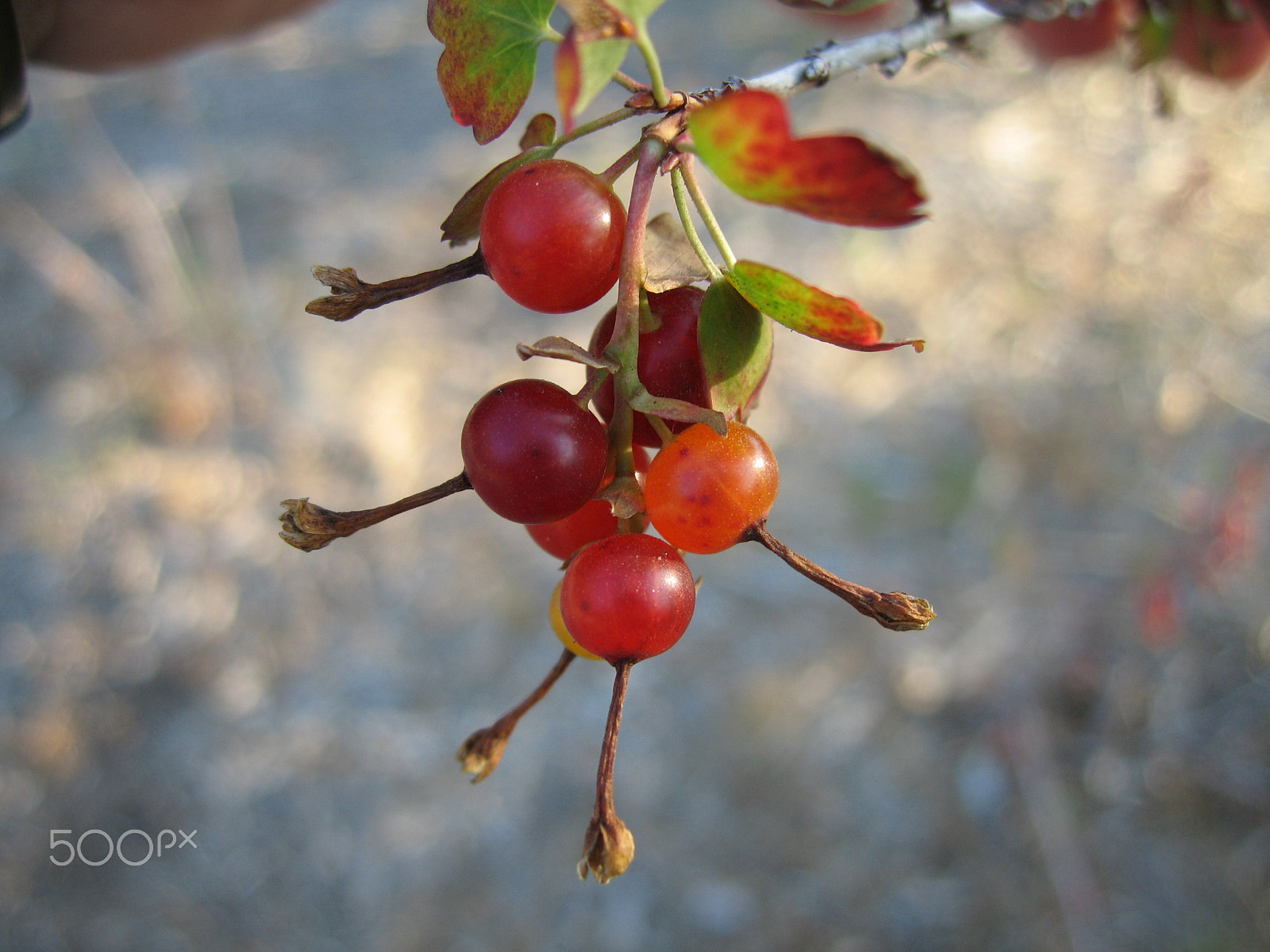 Canon POWERSHOT SD500 sample photo. Goose berries photography