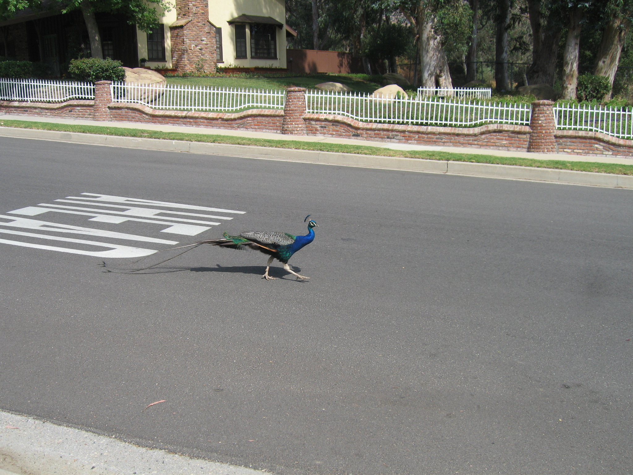 Canon POWERSHOT SD500 sample photo. Fancy roadrunner.jpg photography