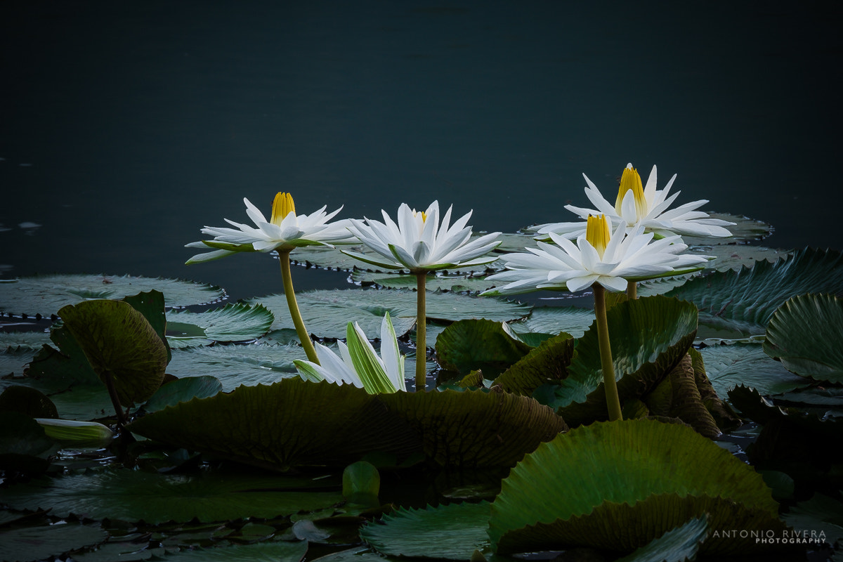 Fujifilm XF 100-400mm F4.5-5.6 R LM OIS WR sample photo. Lilies in the lake photography
