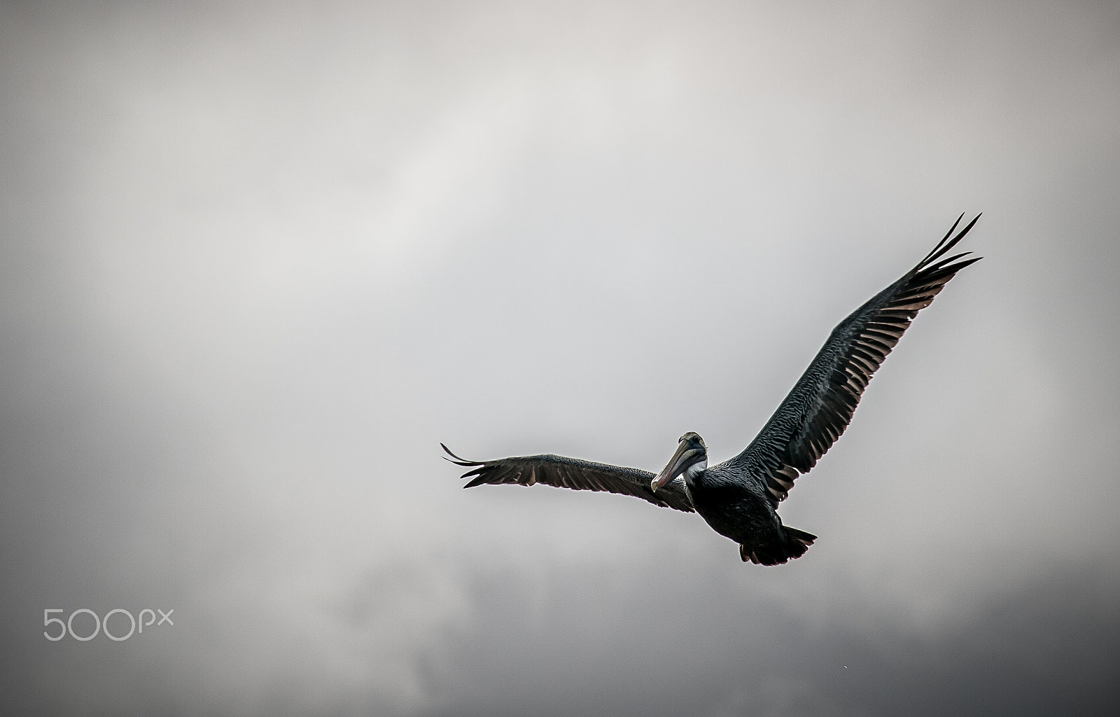 Nikon D200 sample photo. King of sky photography