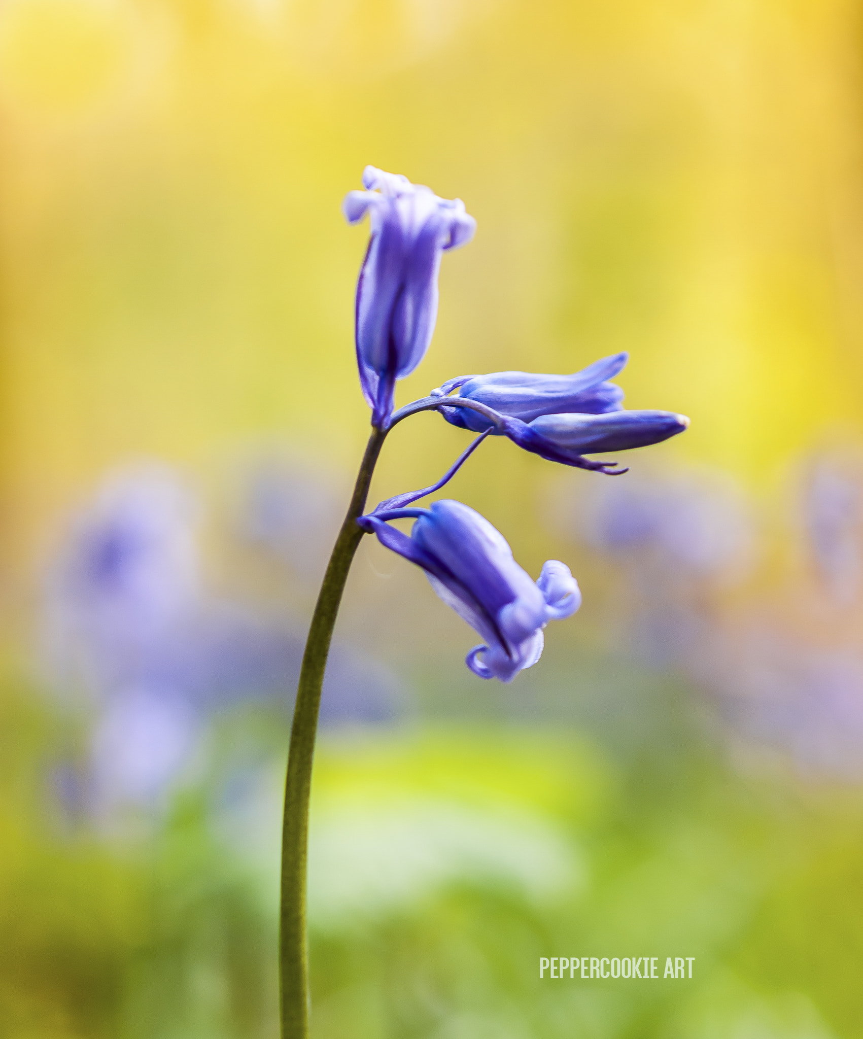 Nikon AF-S DX Micro Nikkor 40mm F2.8 sample photo. Bluebells photography