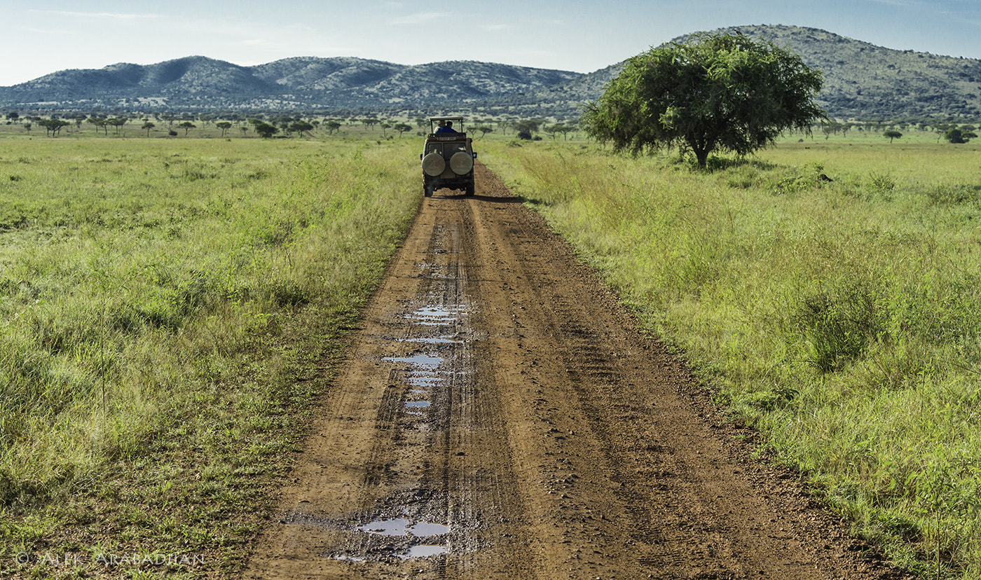Nikon D4S sample photo. Exploring serengeti photography