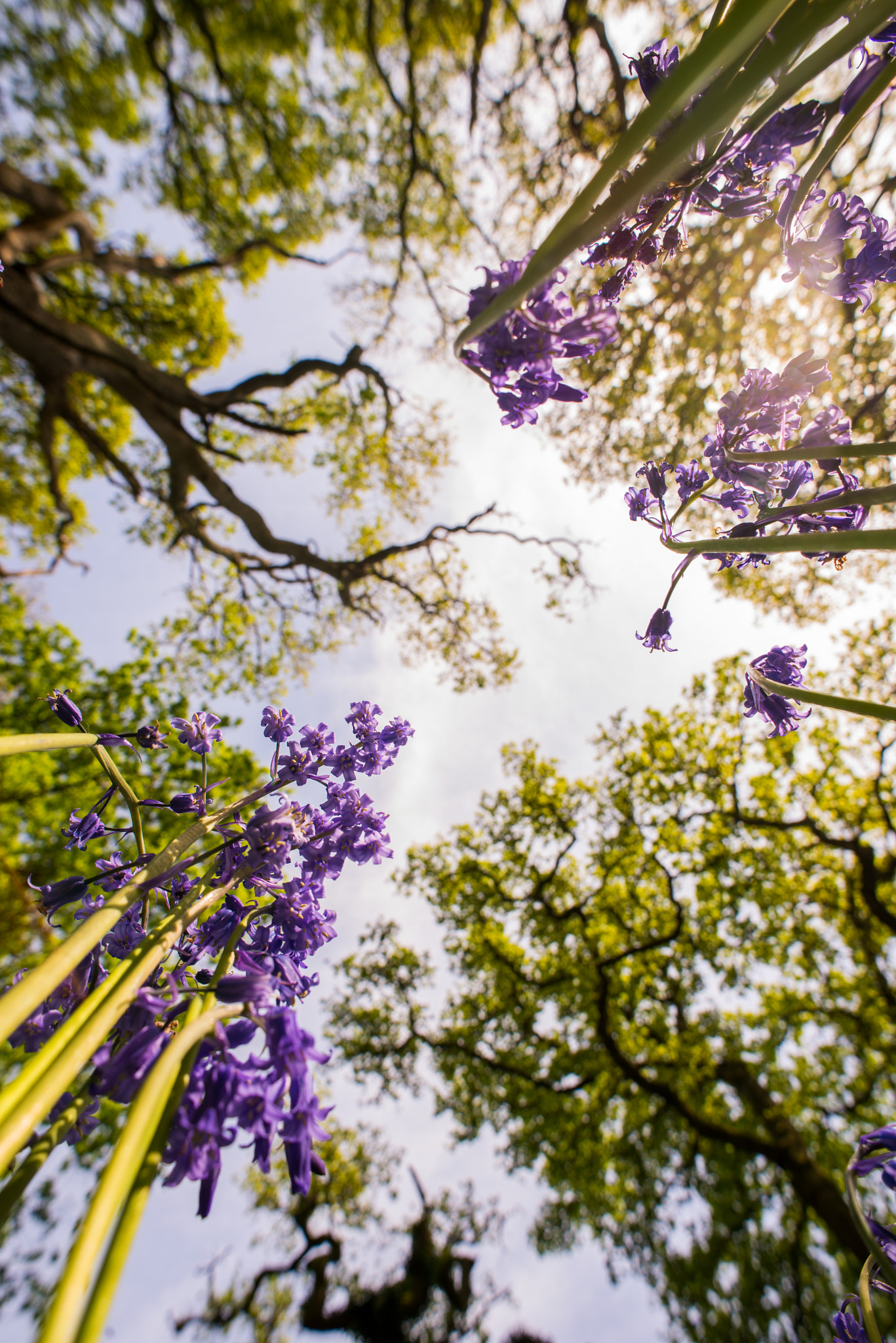 Nikon D610 + AF Nikkor 20mm f/2.8 sample photo. Dorset woodlands photography