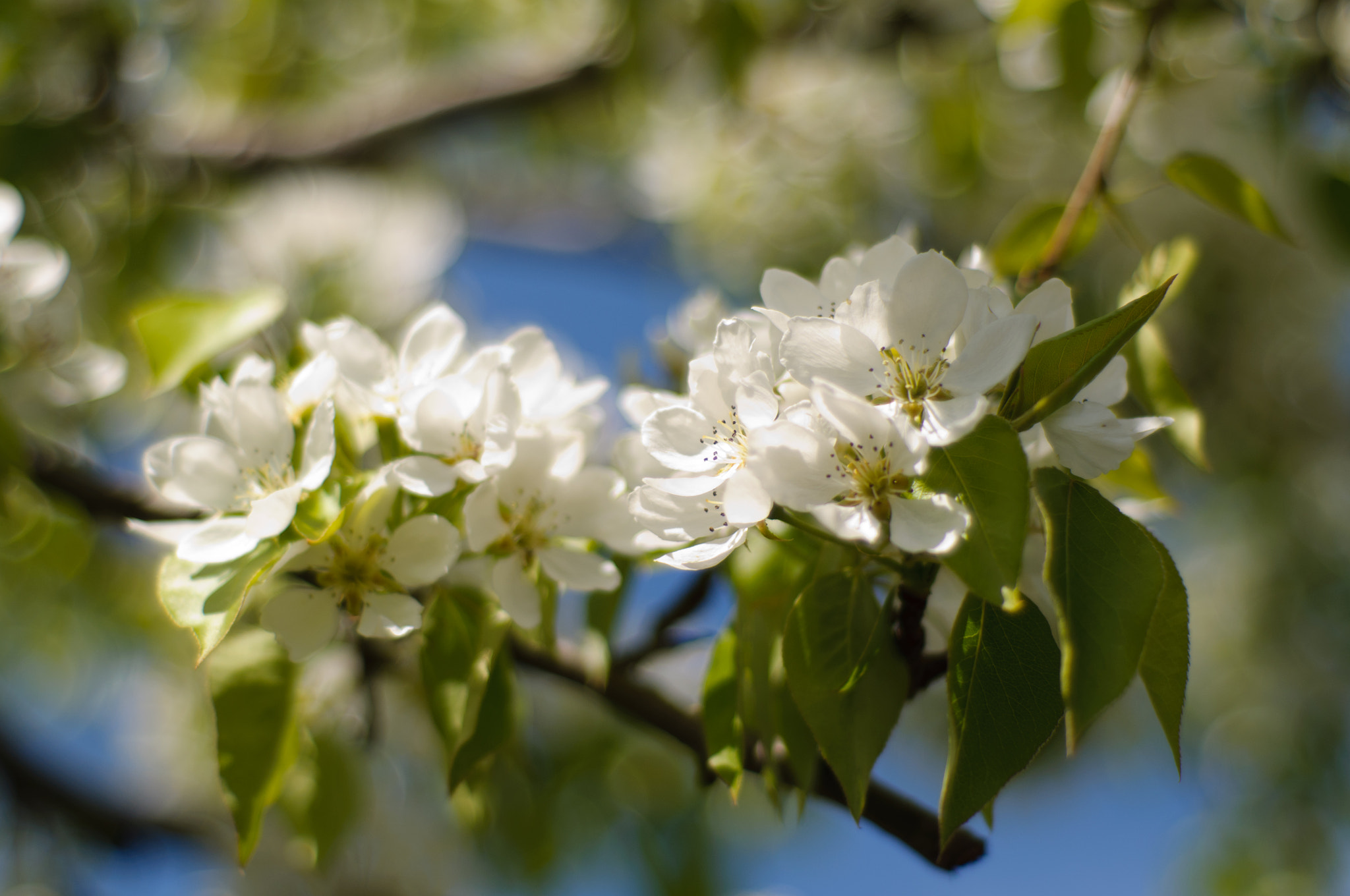Nikon D5000 + Nikon AF Nikkor 50mm F1.8D sample photo. Pear blossom photography