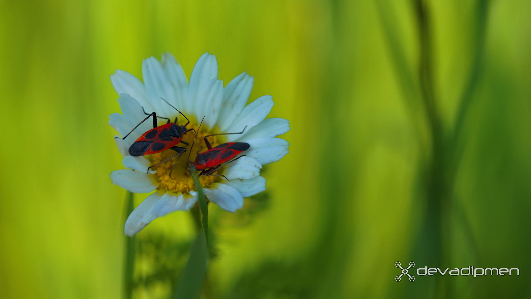 Sony a7R II + Sony FE 90mm F2.8 Macro G OSS sample photo. Dvmn0905160238 photography