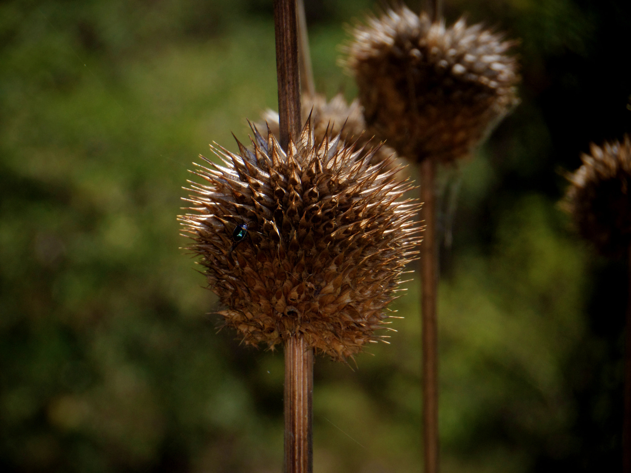 Samsung WB200F/WB201F/WB202F sample photo