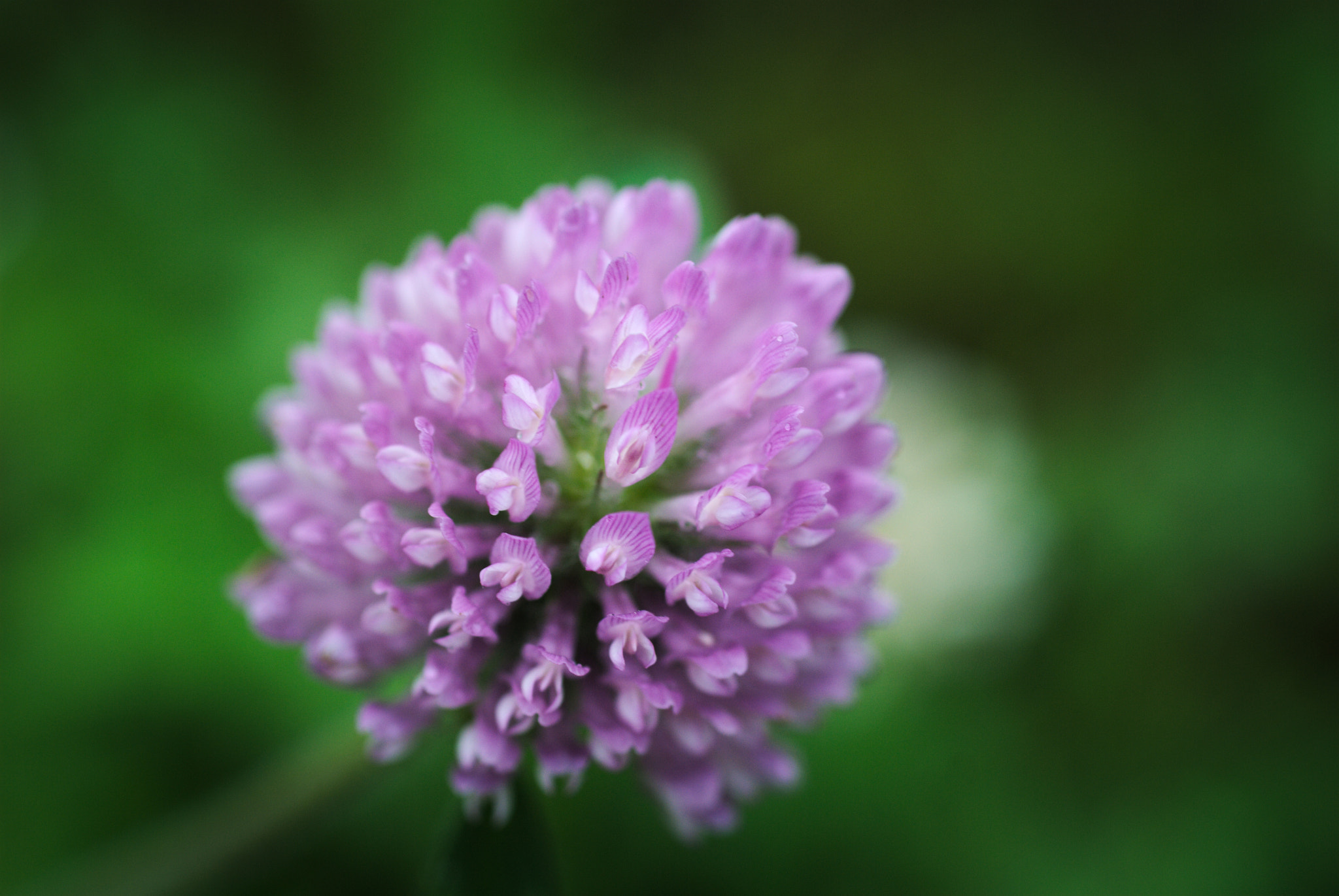 Nikon D40X + Nikon AF Micro-Nikkor 60mm F2.8D sample photo. Flower #19 photography