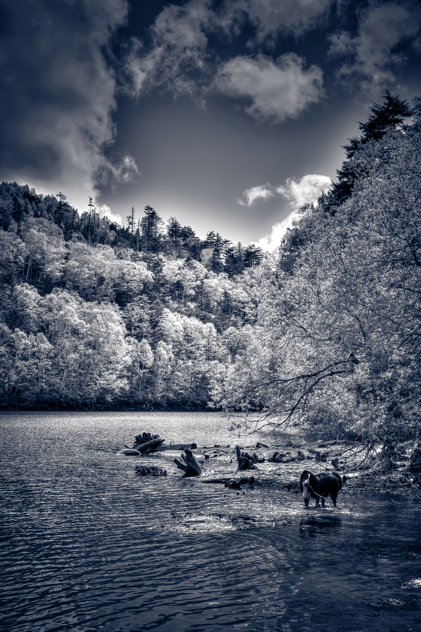 Nikon AF-S Micro-Nikkor 60mm F2.8G ED sample photo. Lakeside photography