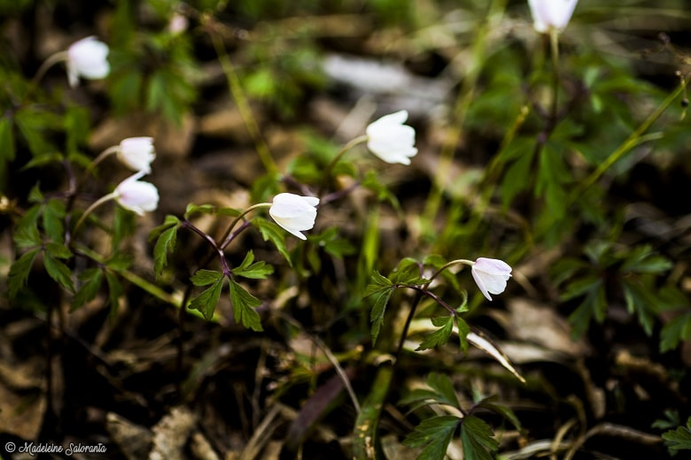 Nikon D7100 + Sigma 50mm F2.8 EX DG Macro sample photo. Anemones photography