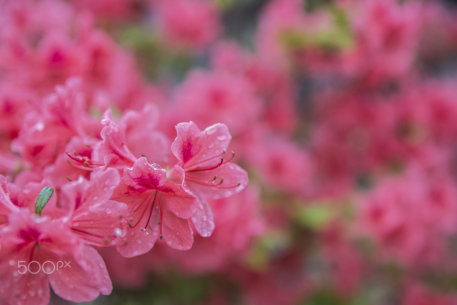 Canon EOS 700D (EOS Rebel T5i / EOS Kiss X7i) sample photo. Spring's rain photography