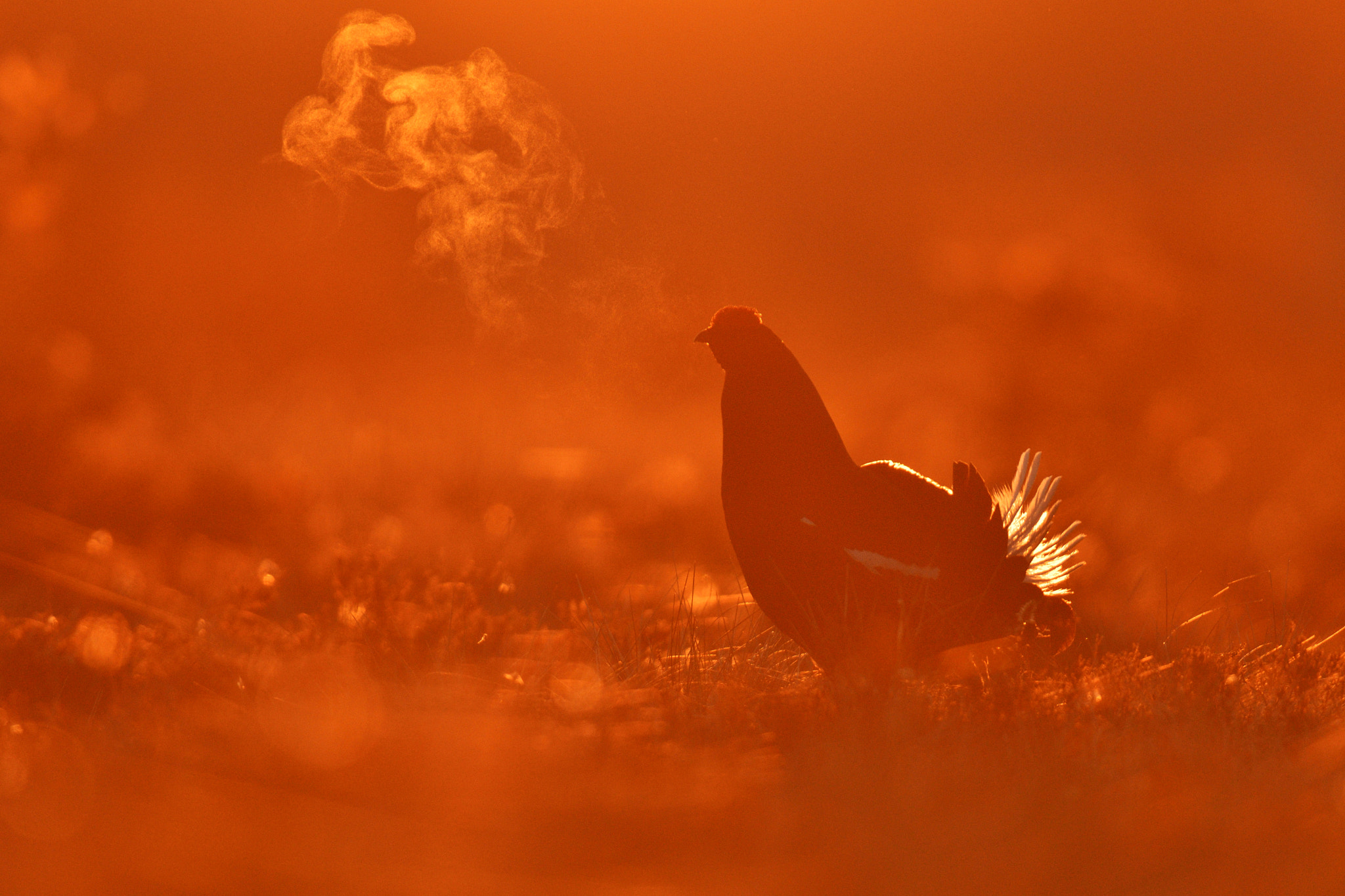 Nikon AF-S Nikkor 400mm F2.8G ED VR II sample photo. Black grouse (tetrao tetrix) at sunrise photography