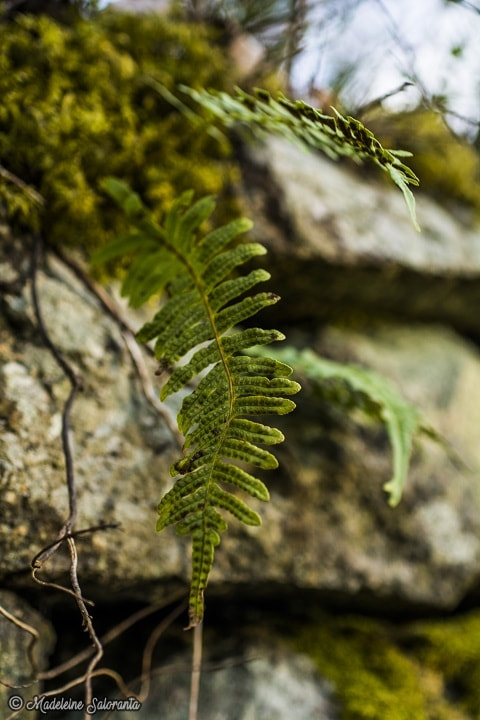 Nikon D7100 + Sigma 50mm F2.8 EX DG Macro sample photo. Leaf photography