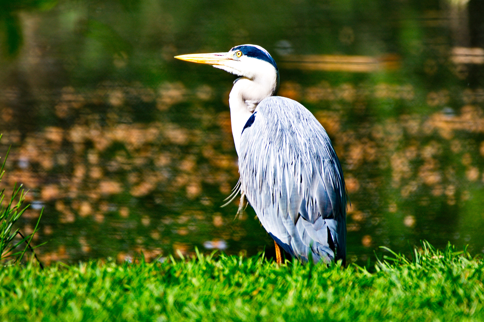 Canon EOS-1Ds Mark III sample photo. Fischreiher photography