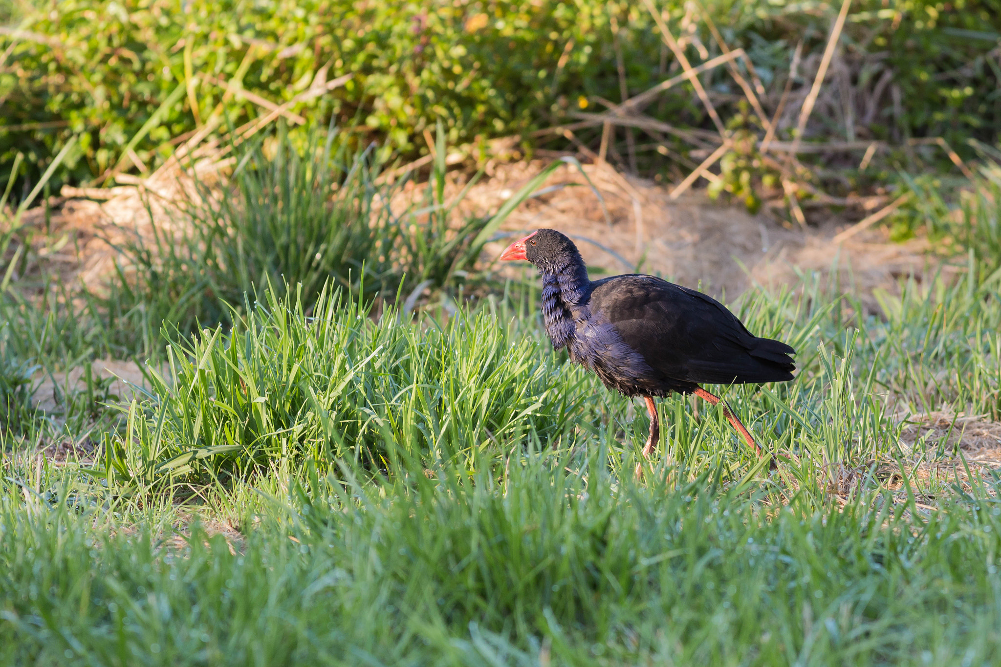 Canon EOS 6D + Canon EF 400mm F5.6L USM sample photo. Running away photography