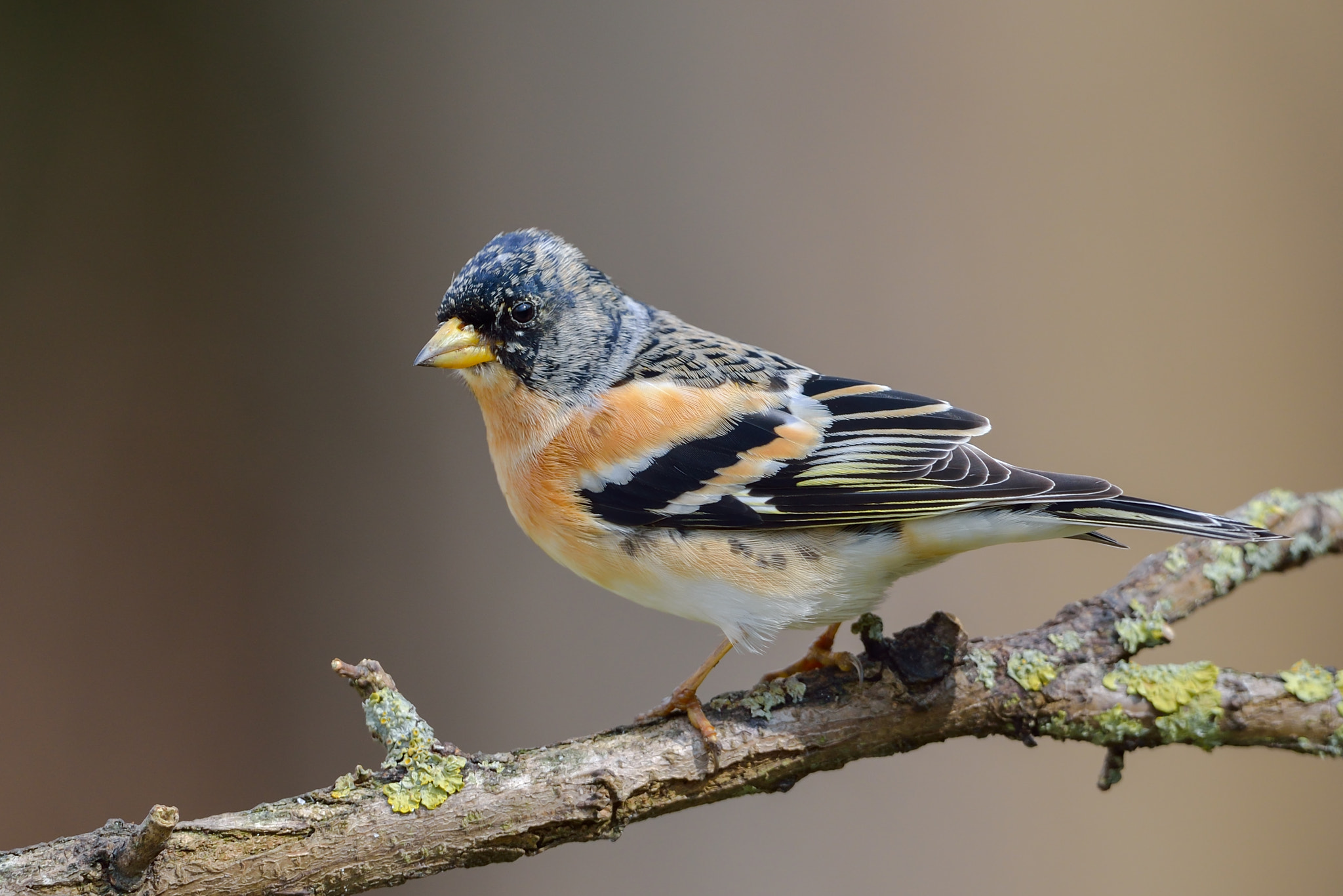 Nikon D800E + Nikon AF-S Nikkor 600mm F4G ED VR sample photo. Brambling photography