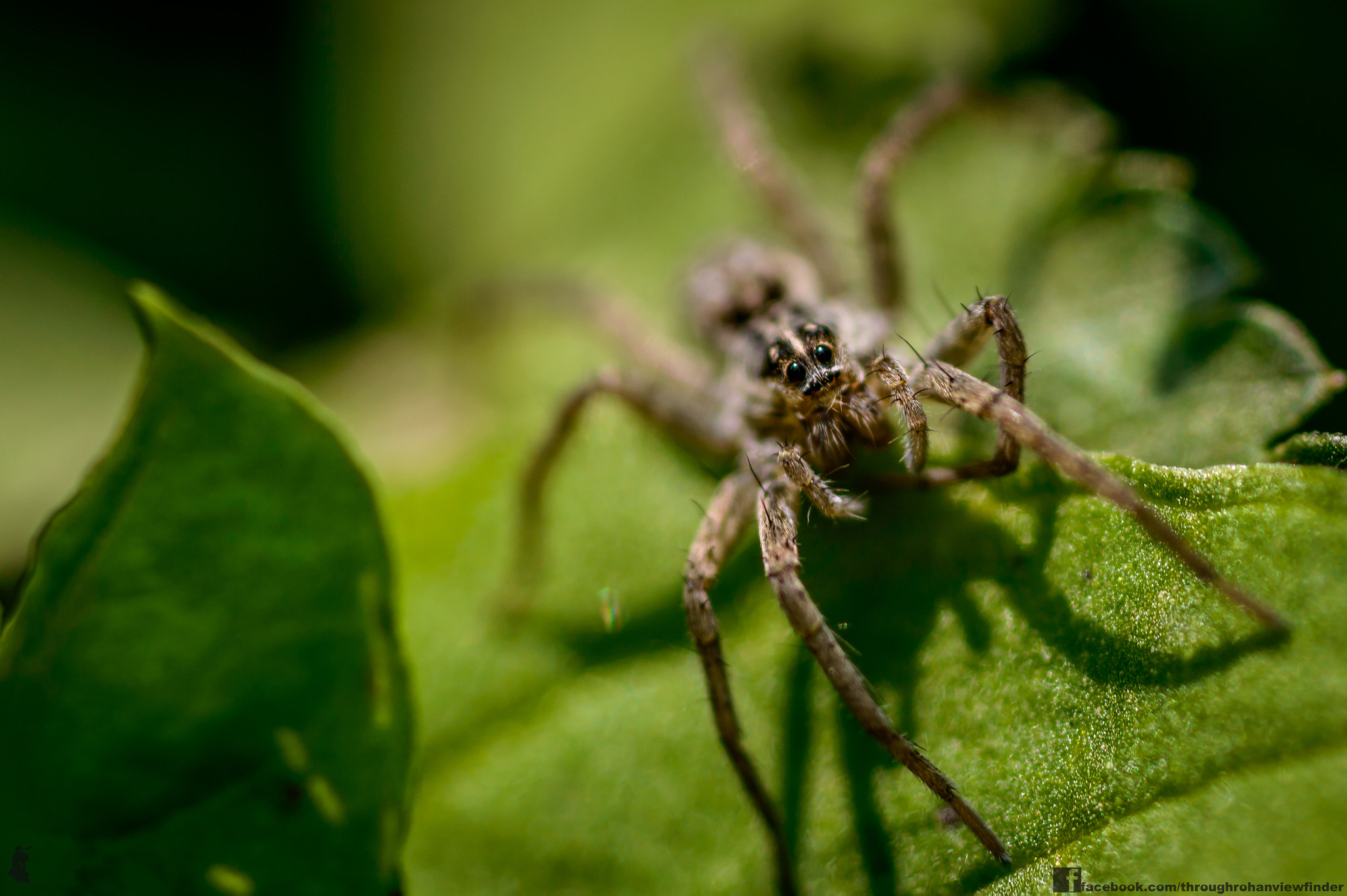 Nikon D3200 + AF Micro-Nikkor 105mm f/2.8 sample photo. Pretty eyes photography