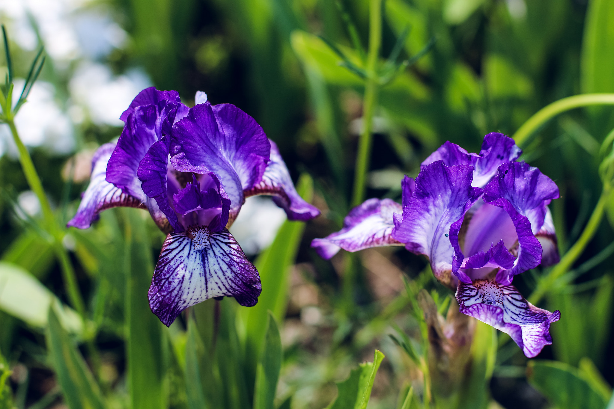 Canon EOS 700D (EOS Rebel T5i / EOS Kiss X7i) + Canon EF 50mm F1.4 USM sample photo. Irises photography