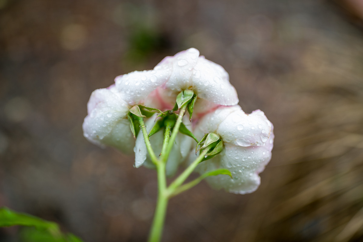 ZEISS Otus 28mm F1.4 sample photo. Rain soaked flower photography