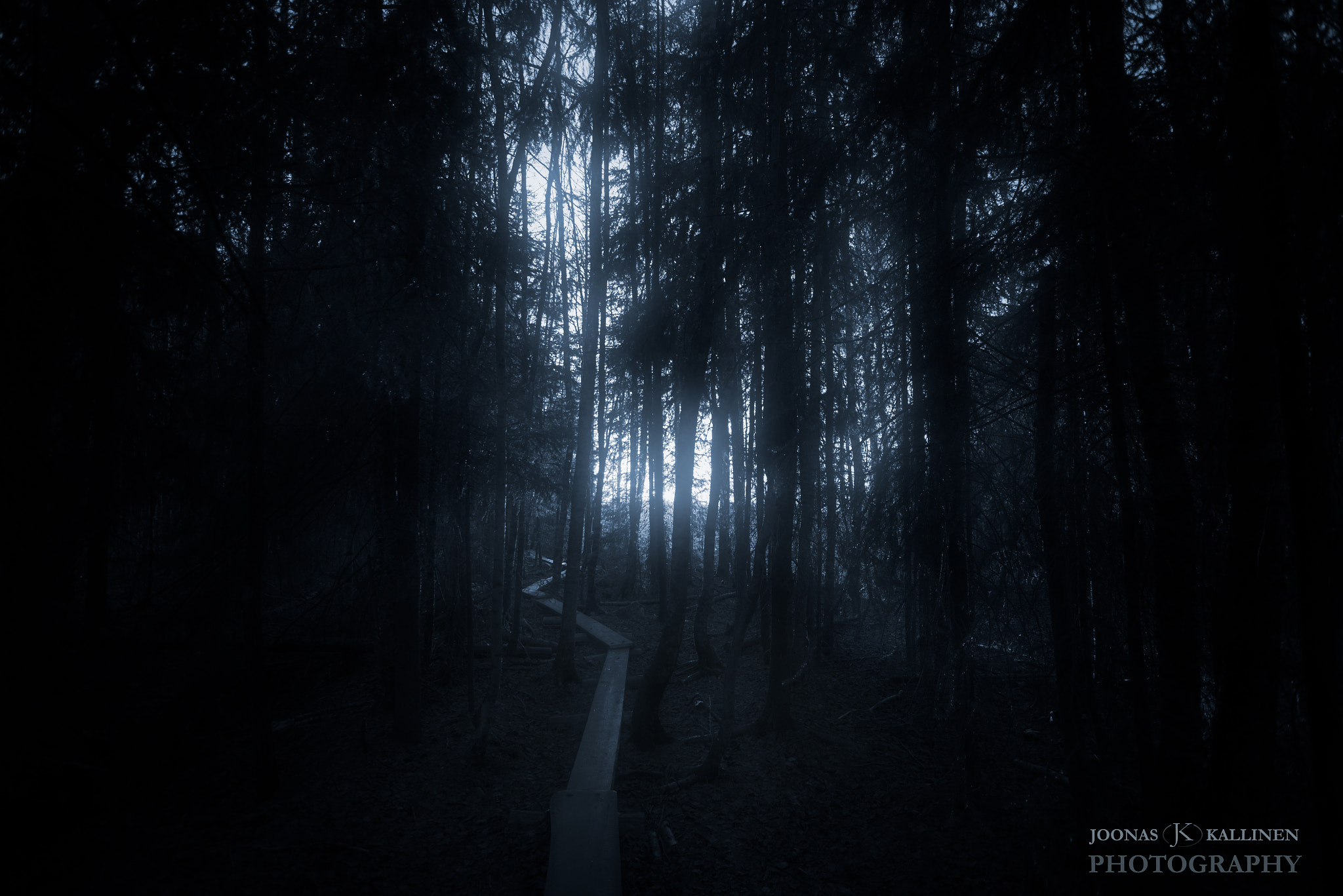 Nikon D610 + Sigma 10-20mm F3.5 EX DC HSM sample photo. Misty forests photography