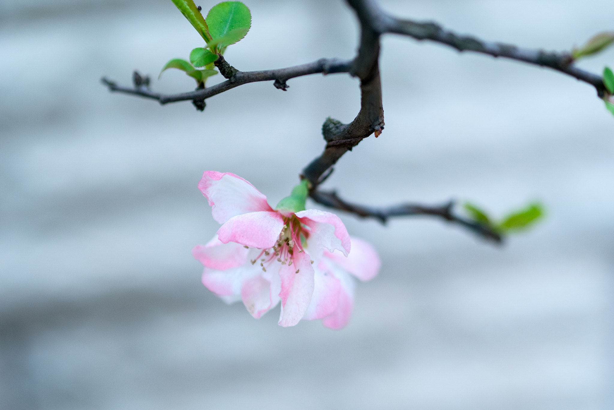 Panasonic Lumix DMC-GM1 + Olympus M.Zuiko Digital 45mm F1.8 sample photo. 海棠 photography