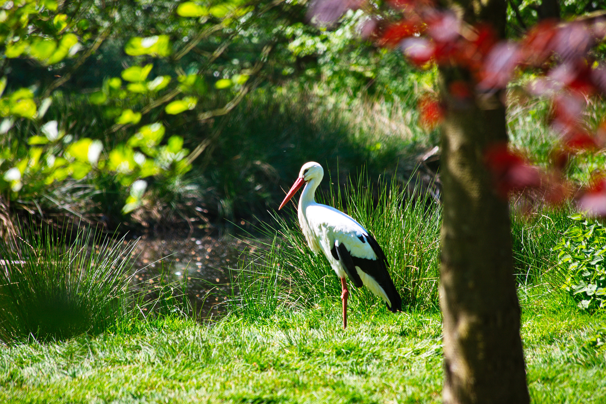 Canon EOS-1Ds Mark III sample photo. Storch photography