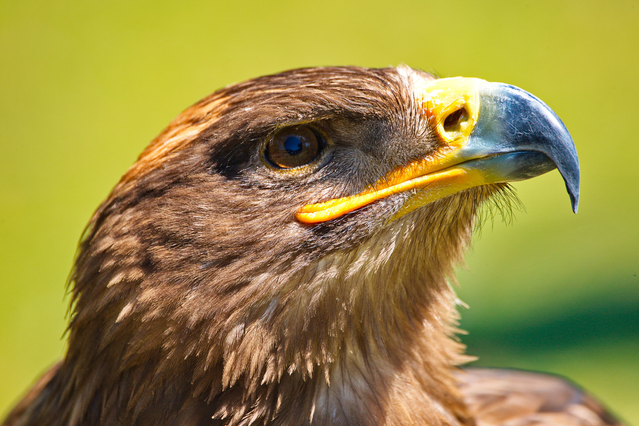 Canon EOS-1Ds Mark III sample photo. Adler photography