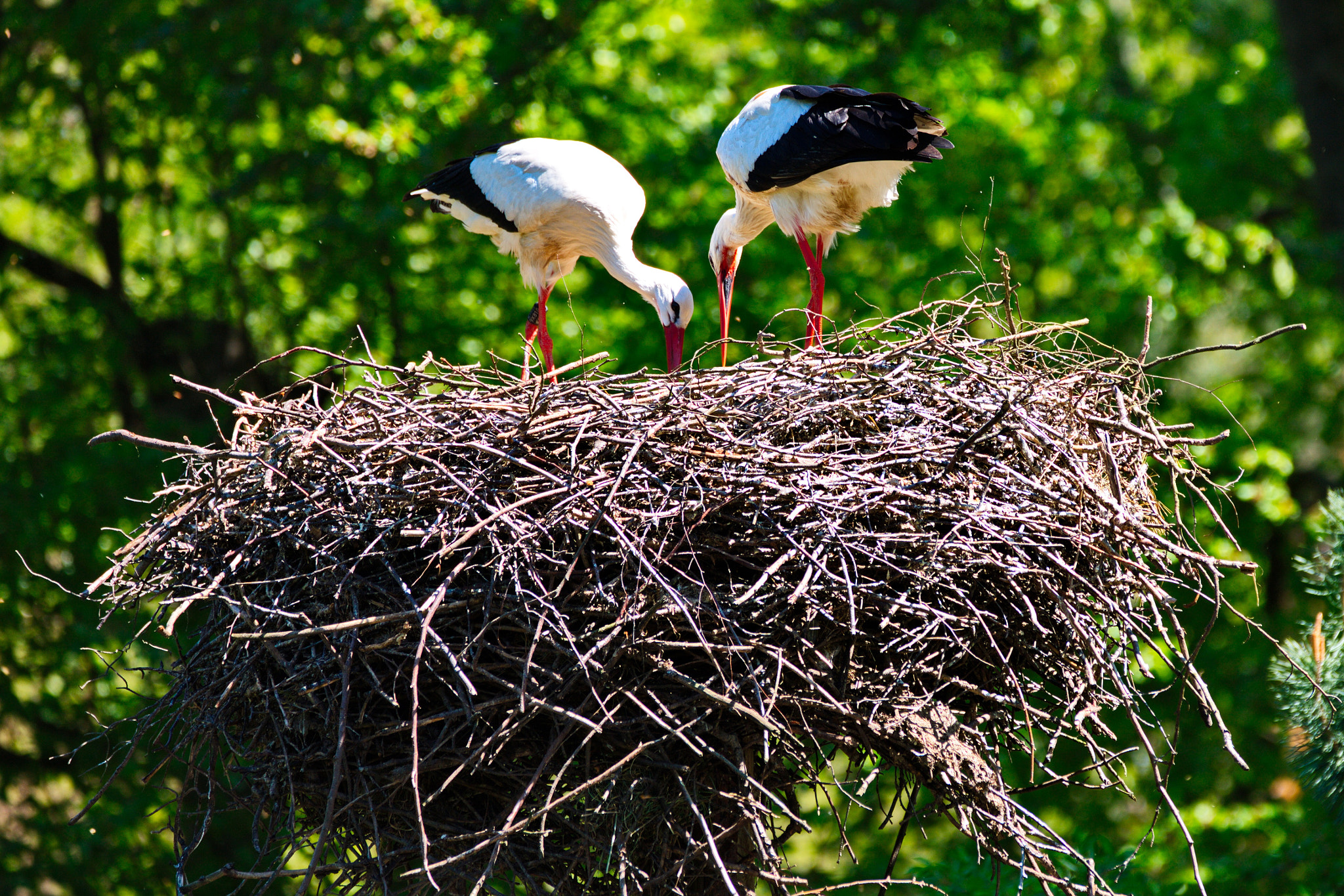 Canon EOS-1Ds Mark III sample photo. Storchennest photography