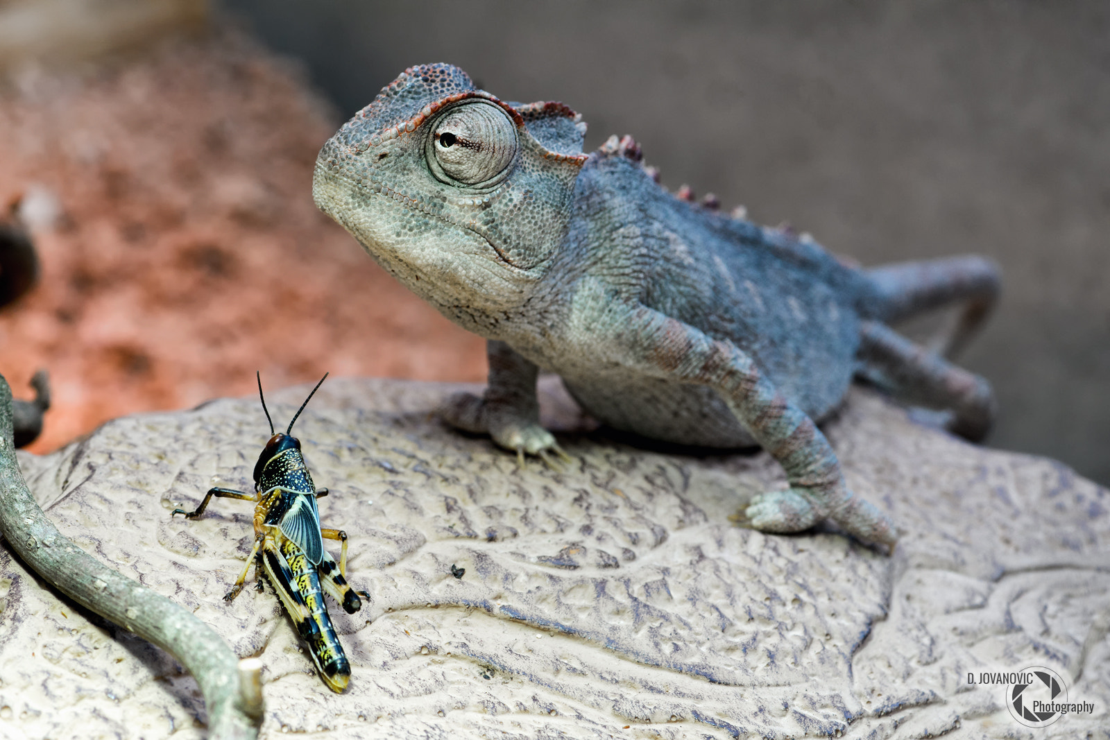 Minolta AF 100mm F2.8 Macro [New] sample photo. Chameleon photography