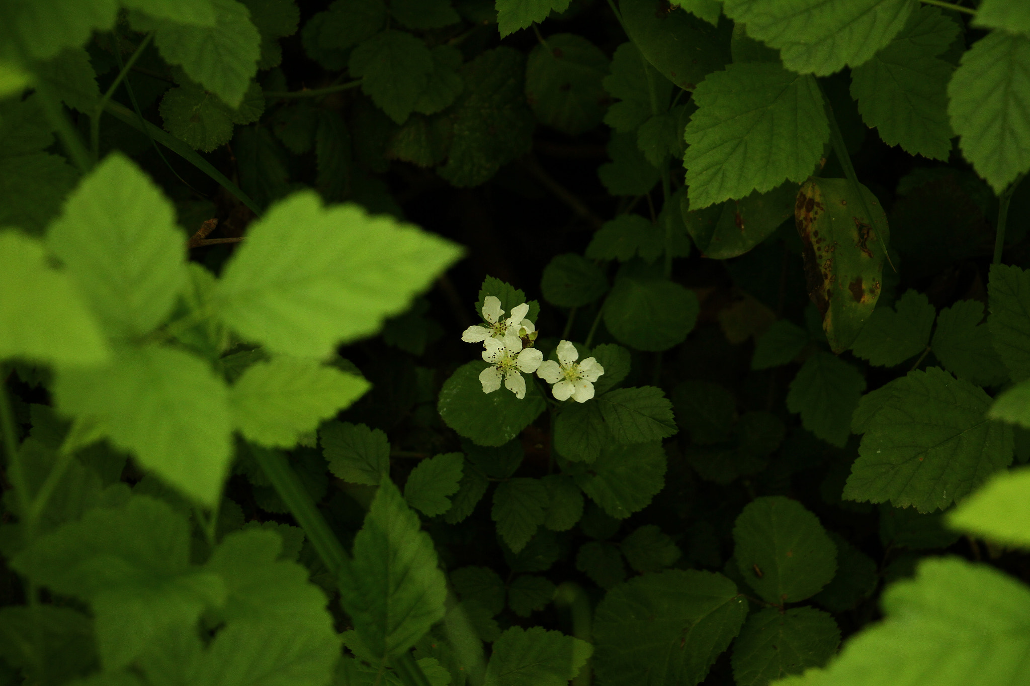 Canon EF-S 18-135mm F3.5-5.6 IS STM sample photo