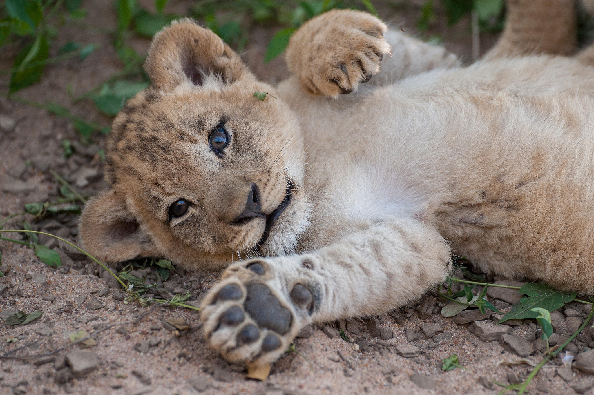 Nikon D3 sample photo. Lion cuddle cub photography
