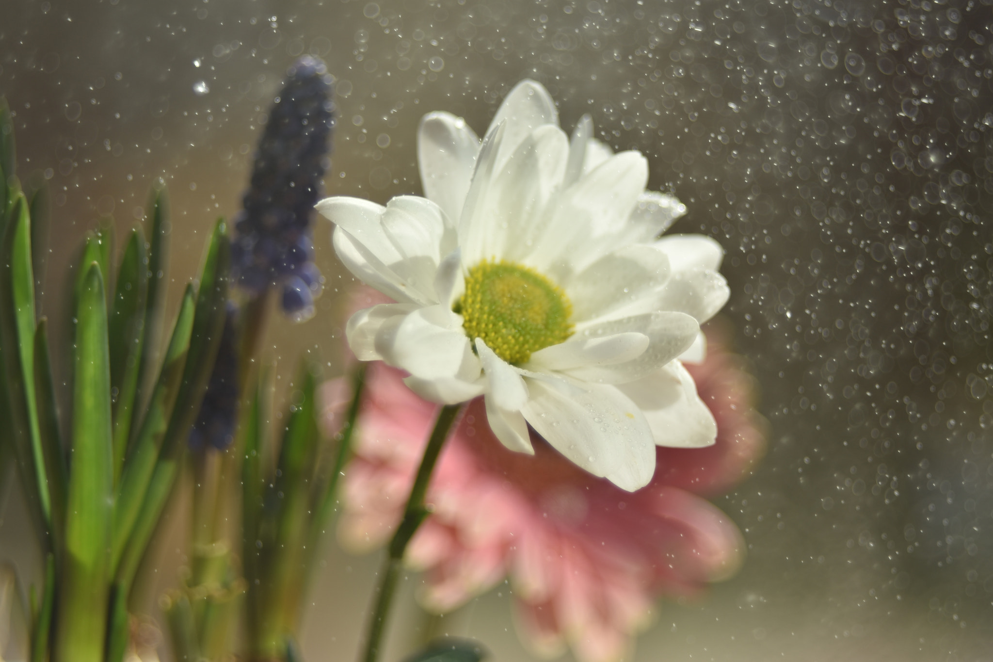 Manual Lens No CPU sample photo. Flowers photography