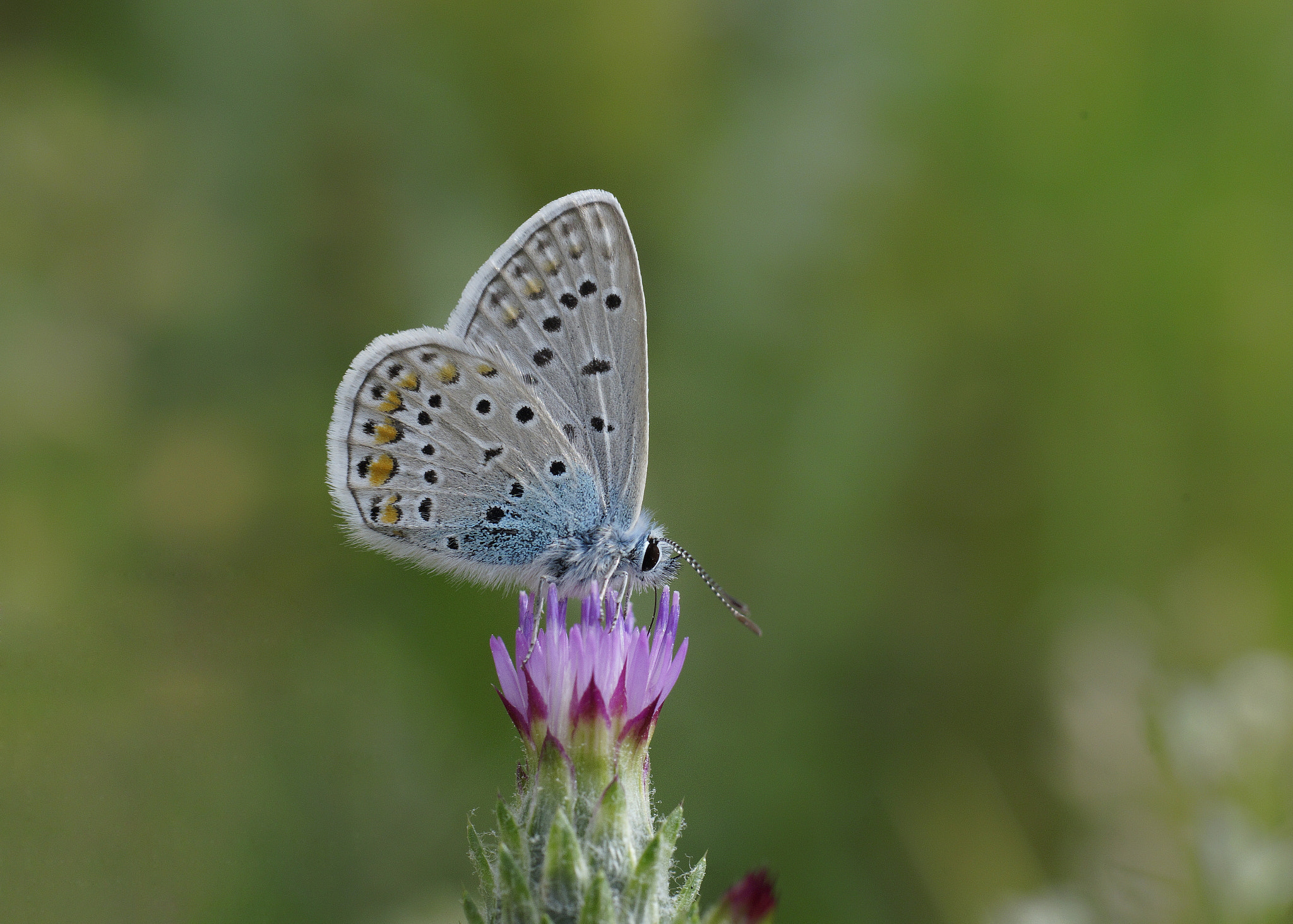 Sony a99 II + Tamron SP AF 90mm F2.8 Di Macro sample photo. Çokgözlü mavi photography