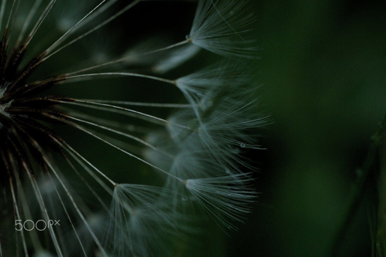 Nikon D40X + Nikon AF Micro-Nikkor 60mm F2.8D sample photo. Dandelion #4 photography