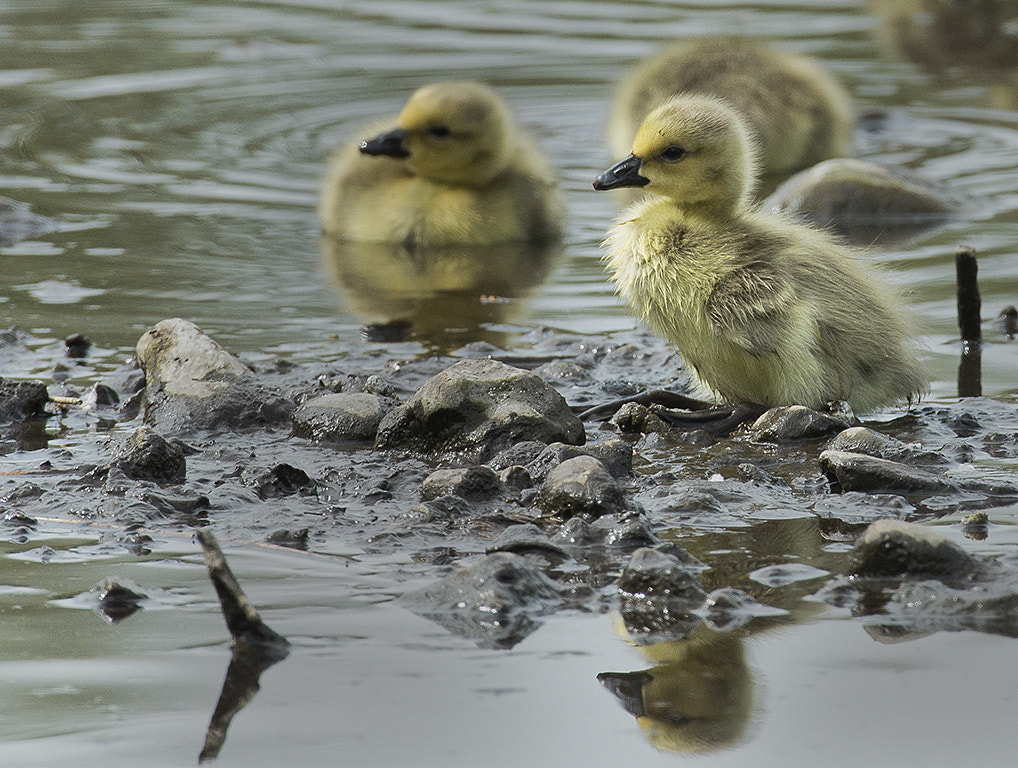 Nikon AF-S Nikkor 600mm F4D ED-IF II sample photo. Goslings photography