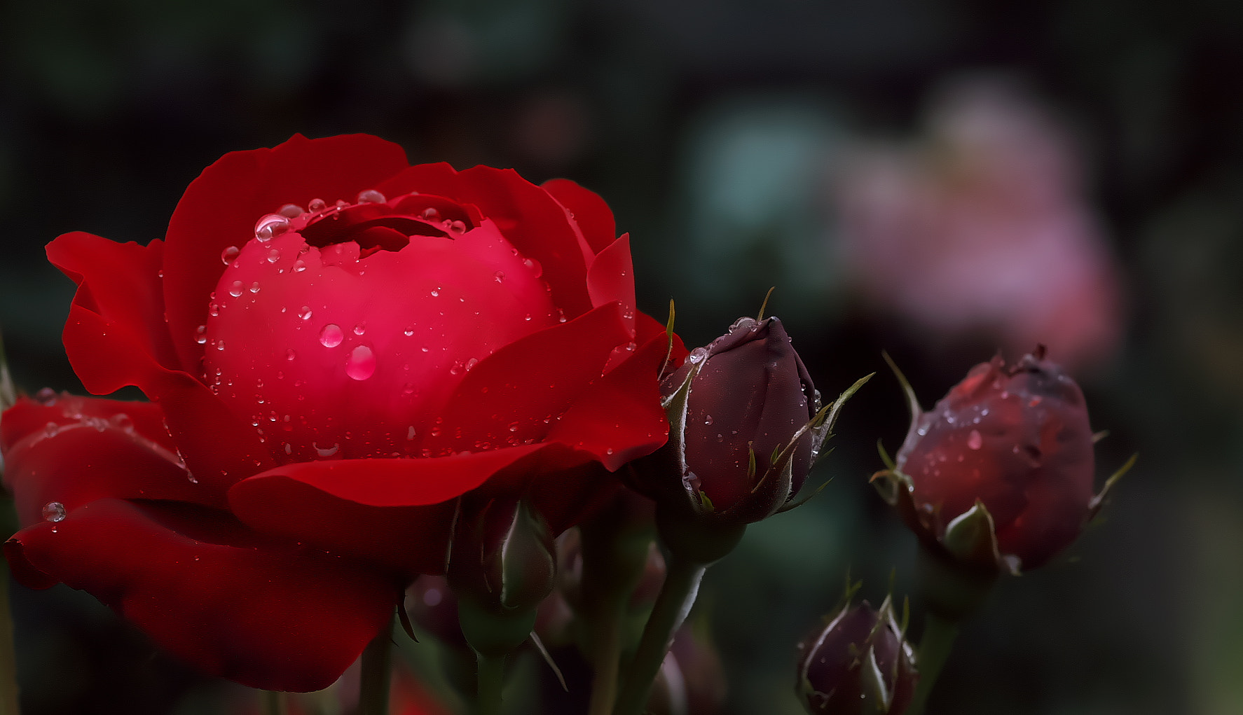 Pentax K-50 sample photo. Rose photography