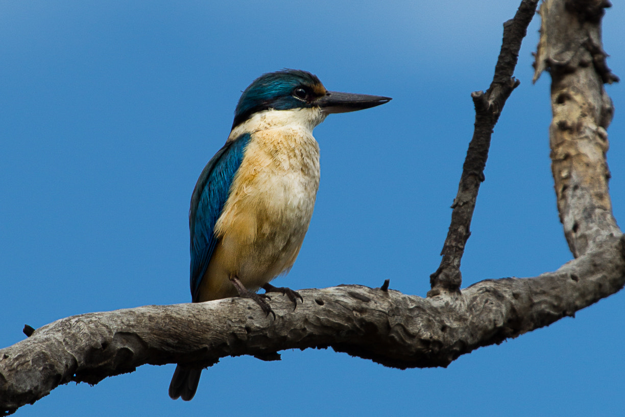 Canon EOS 600D (Rebel EOS T3i / EOS Kiss X5) + Canon EF 100-400mm F4.5-5.6L IS USM sample photo. Sacred kingfisher photography