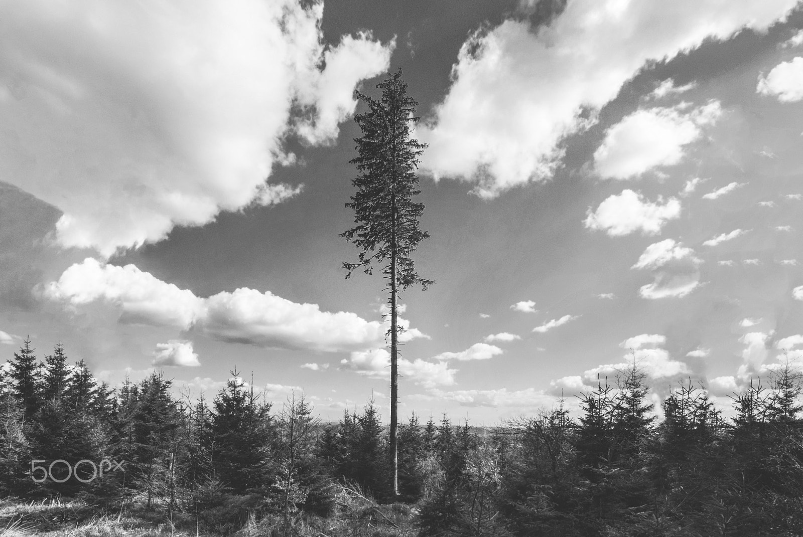 Sigma 10-20mm F4-5.6 EX DC HSM sample photo. One tree standing photography