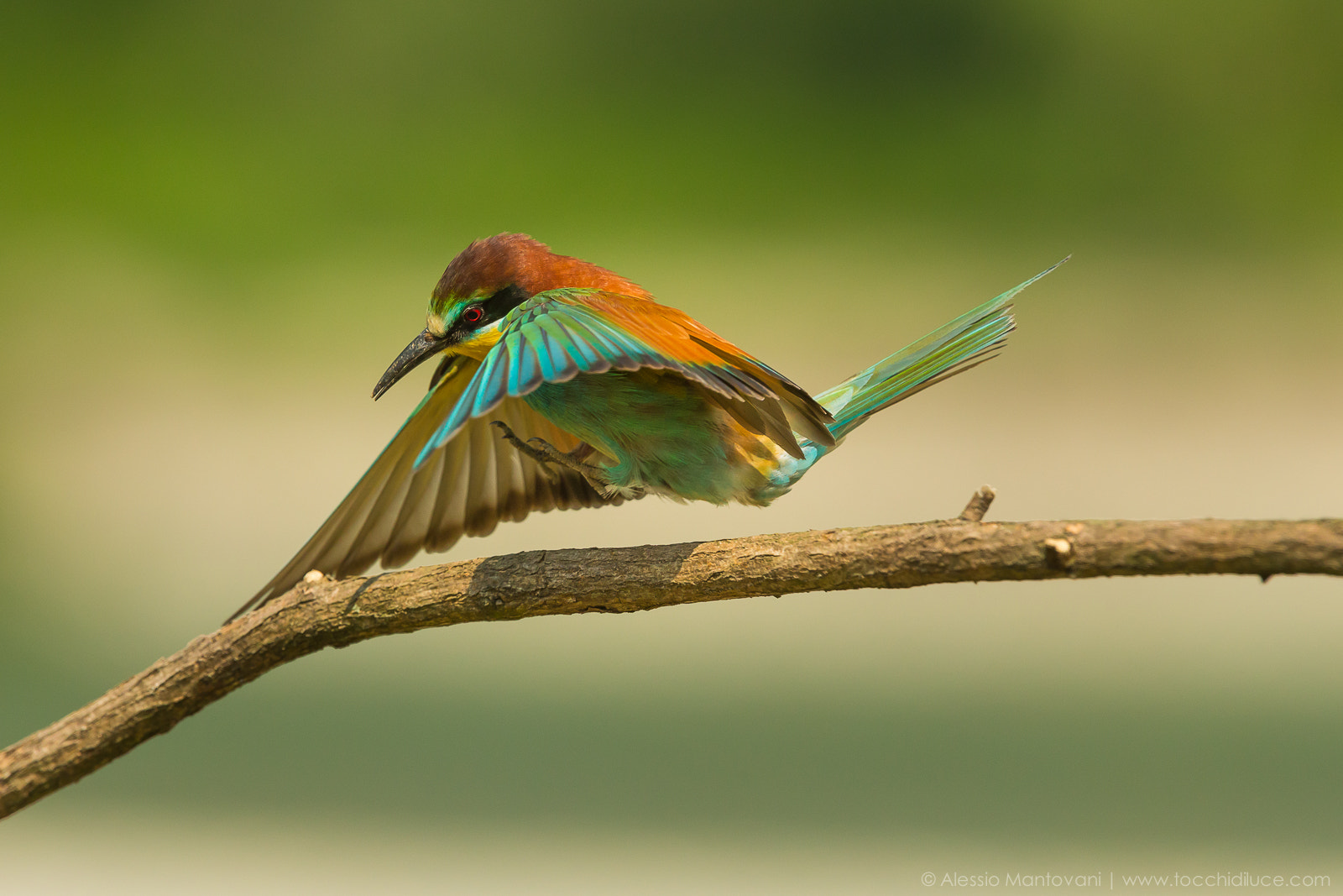 Canon EF 400mm F2.8L IS USM sample photo. Summer is coming! photography