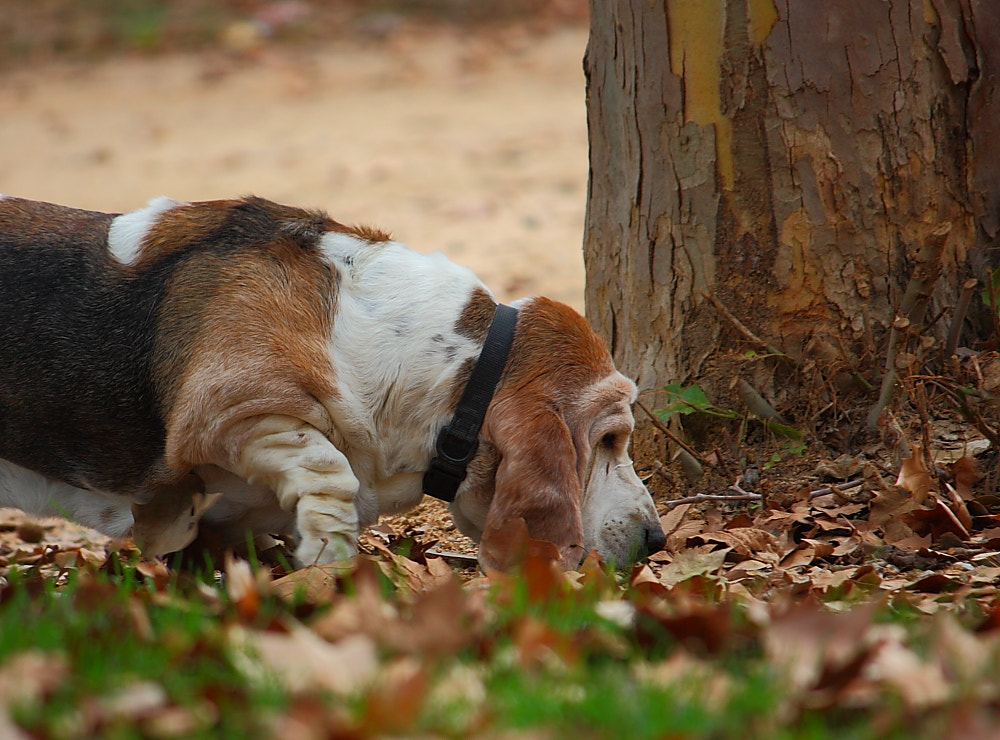 Canon EF-S 55-250mm F4-5.6 IS sample photo. Tracking photography