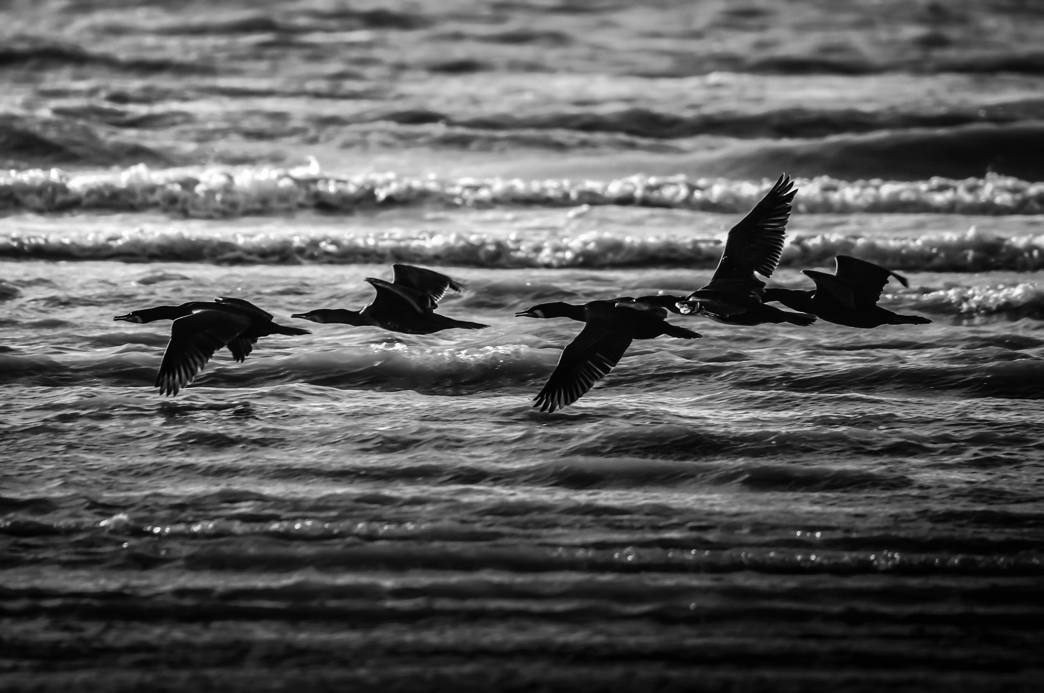 Sigma 50-500mm F4.5-6.3 DG OS HSM sample photo. Contrast flight photography