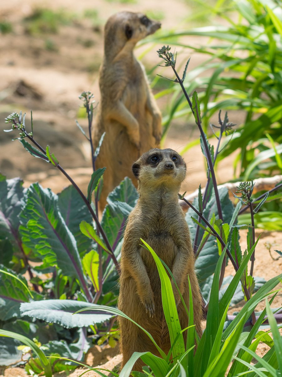 Olympus OM-D E-M1 sample photo. Suricates photography