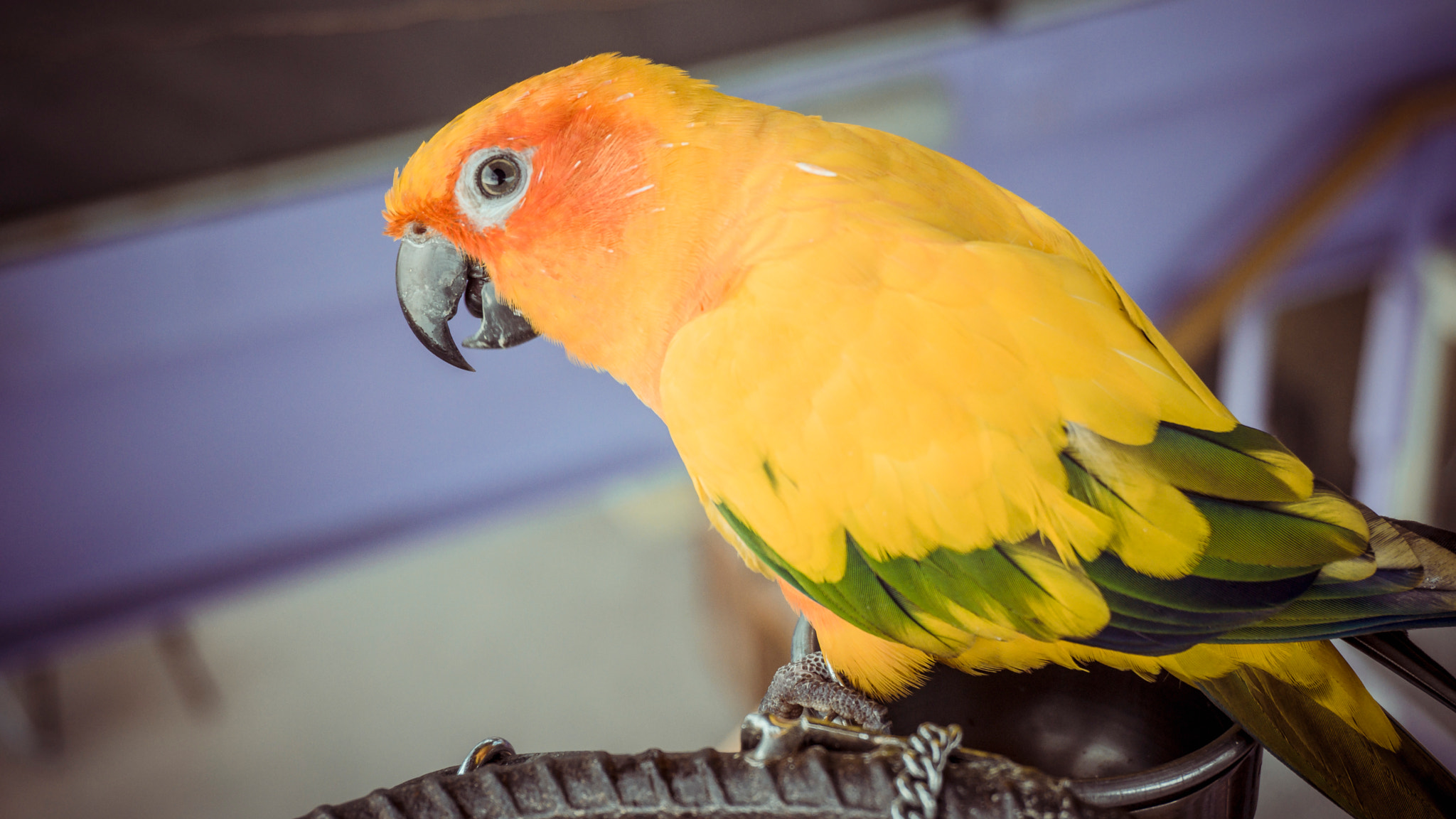 Sony Alpha NEX-7 sample photo. 26825278645.jpg photography