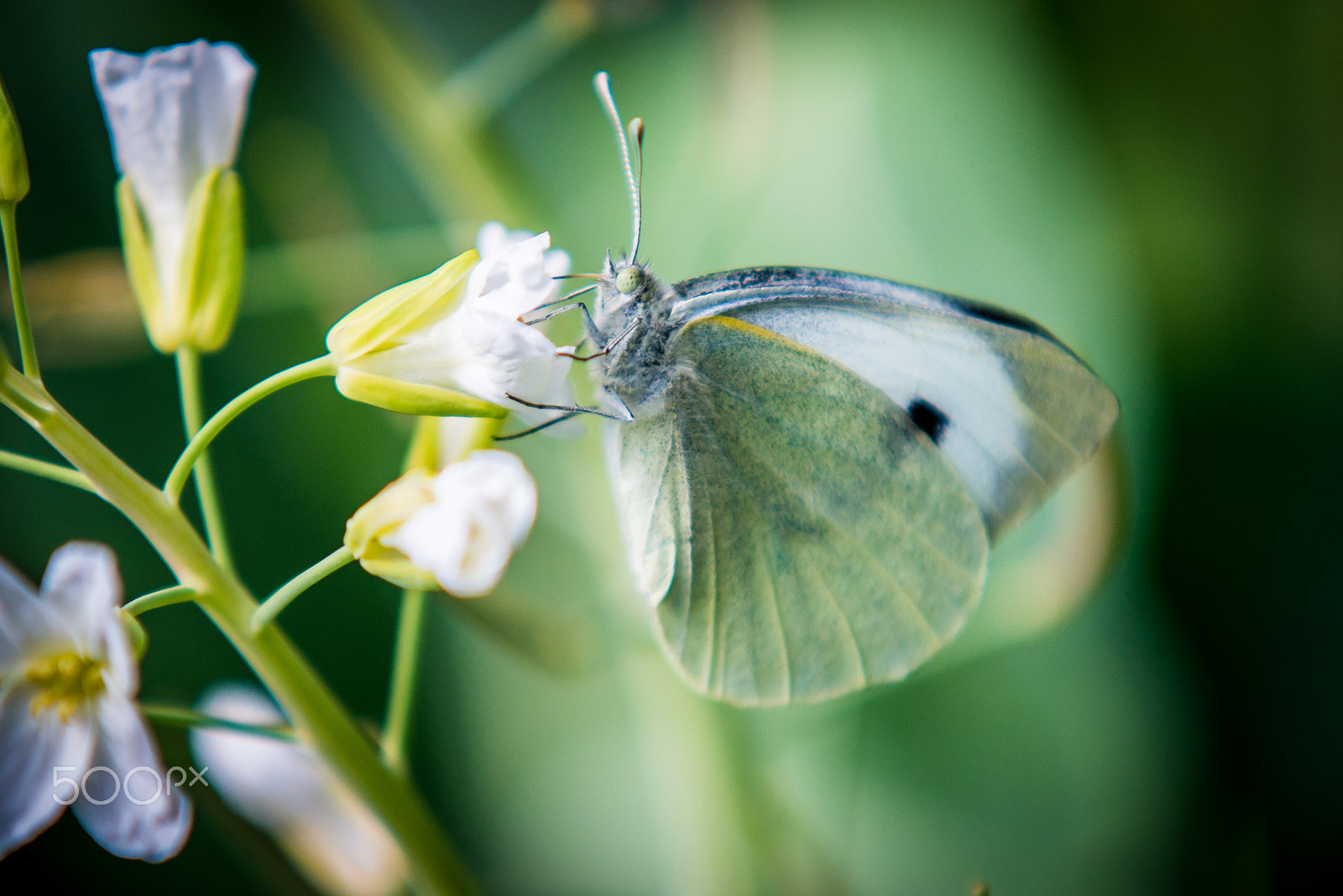 Sigma 70-200mm F2.8 EX DG Macro HSM II sample photo. My buterfly photography