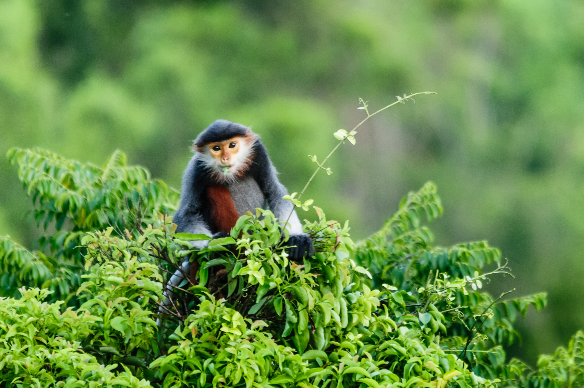 Sigma 150-500mm F5-6.3 DG OS HSM sample photo. Red-shanked douc langur photography