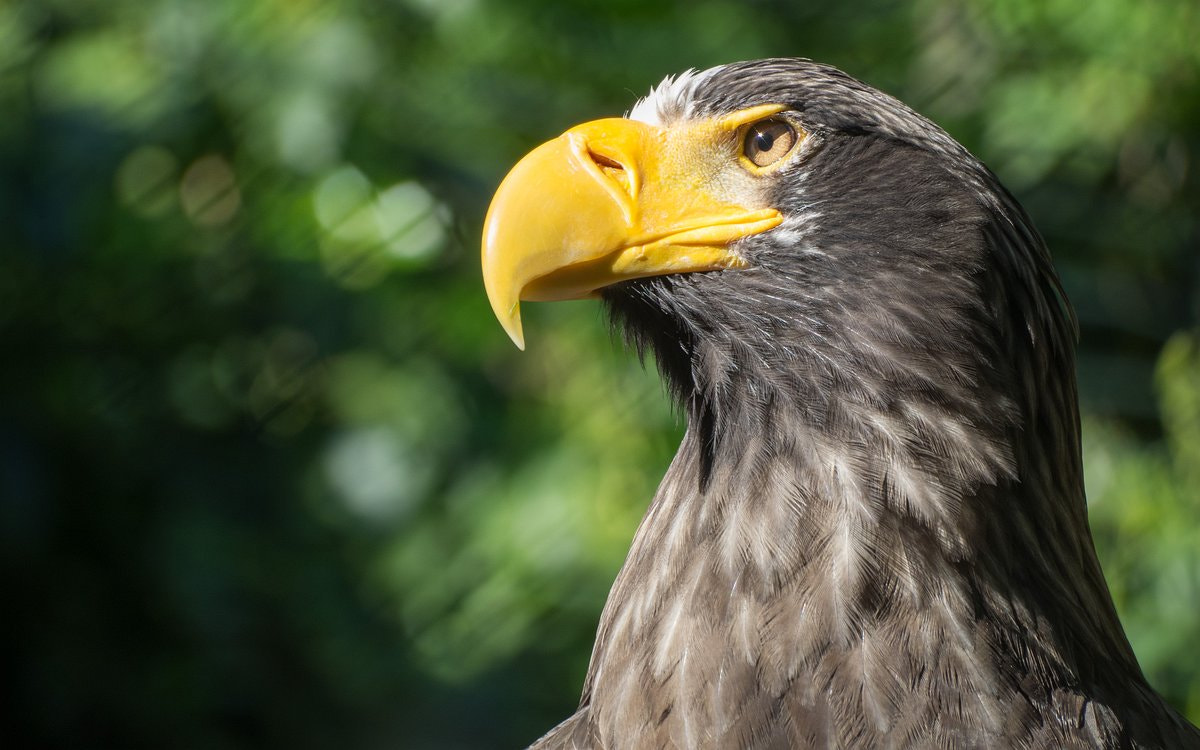 Olympus OM-D E-M1 sample photo. Sea eagle photography