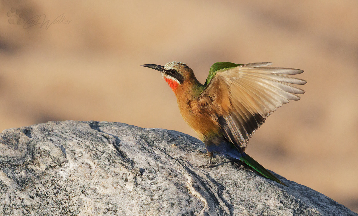 Canon EF 500mm F4L IS II USM sample photo. White fronted bee eater photography