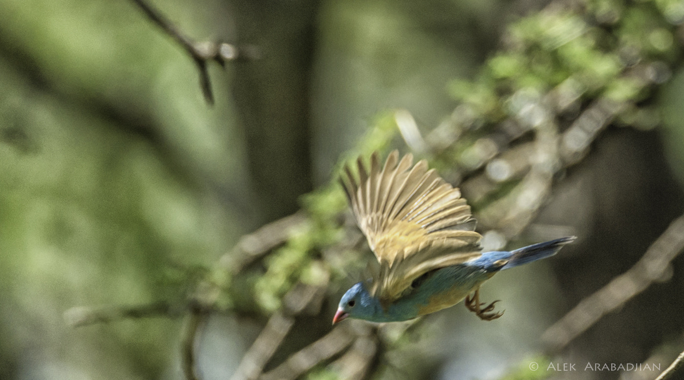 Nikon D4S sample photo. Blue-capped cordon-bleu photography