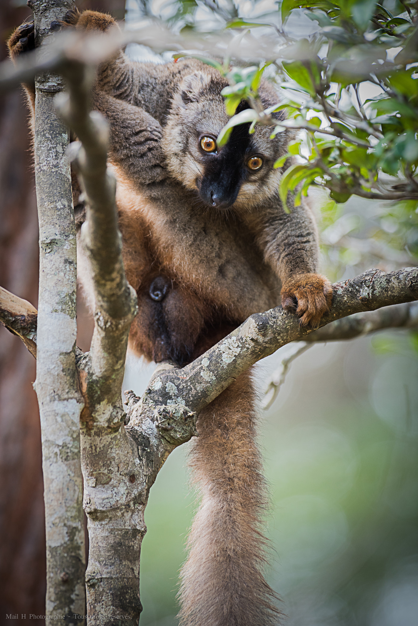 Nikon AF-S Nikkor 300mm F2.8G ED-IF VR sample photo. Brown lemur photography