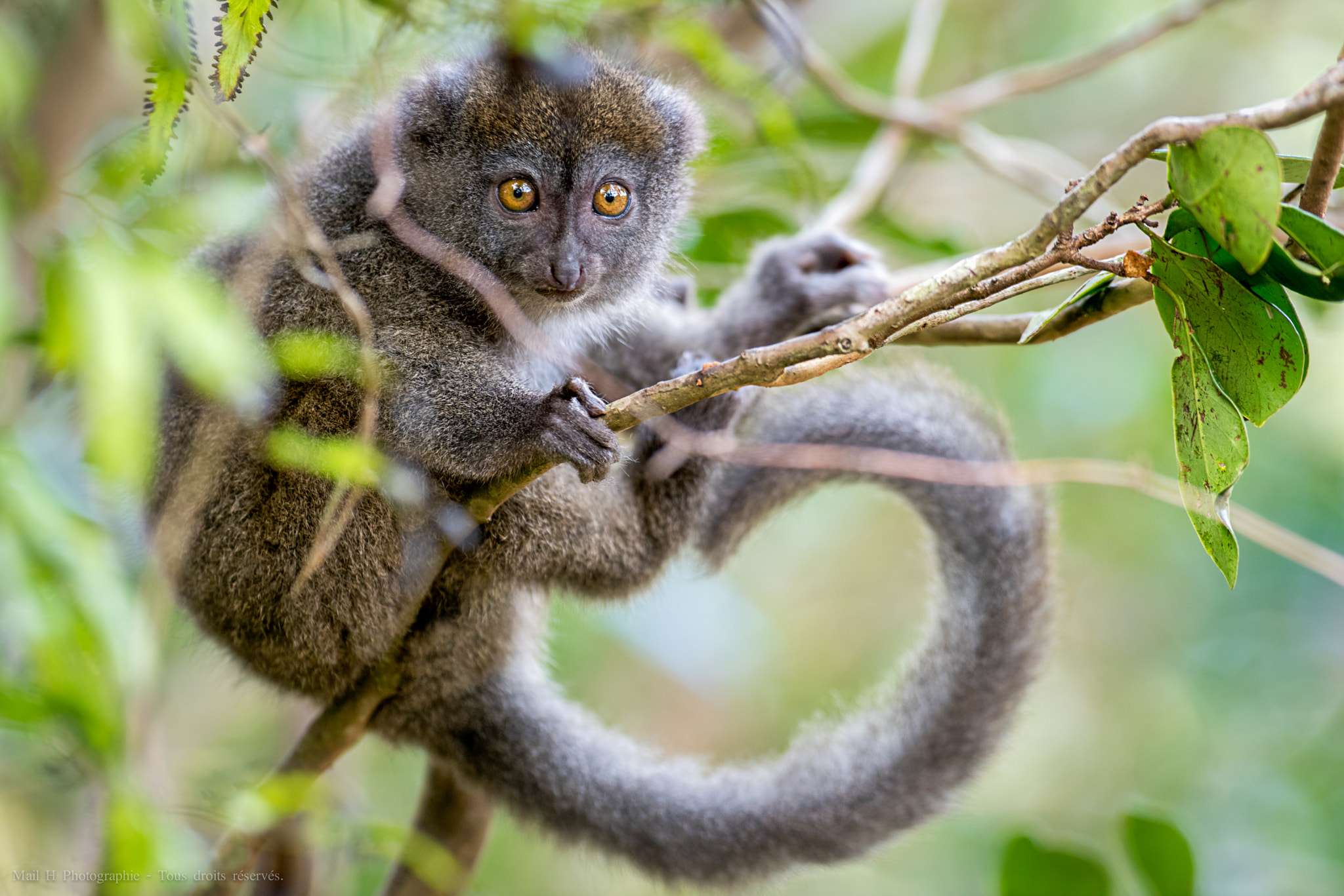 Nikon D810 + Nikon AF-S Nikkor 300mm F2.8G ED-IF VR sample photo. Baby bamboo lemur photography