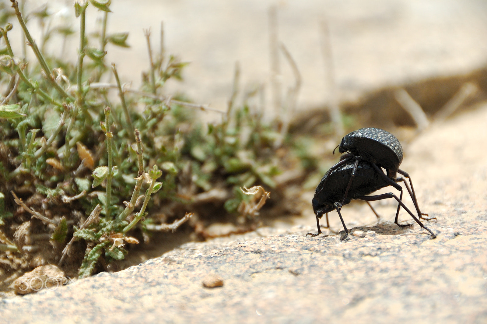 Nikon D70 sample photo. خنفساء beetle photography